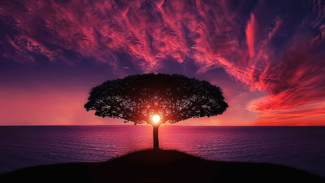 Start Where You Are: Harness Your Inner Strength silhouette of tree near body of water during beautiful sunset